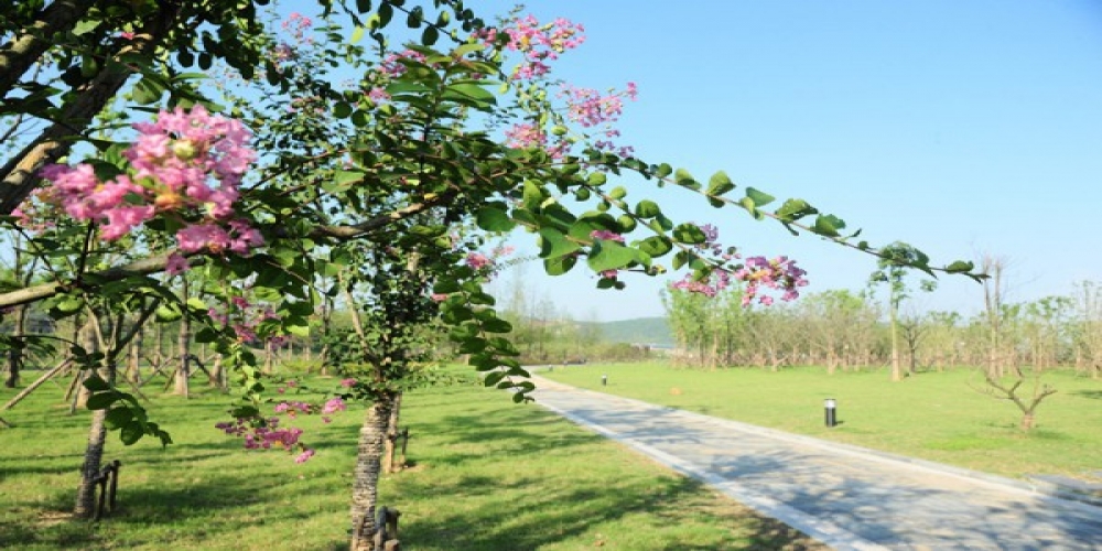 铜陵市铜芜路绿化带工程