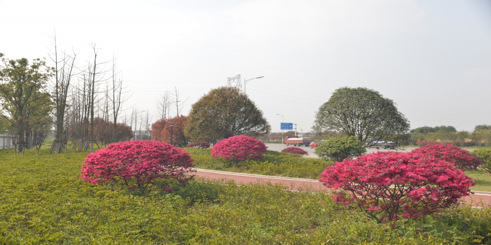 铜陵市铜芜路绿化带工程