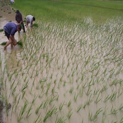 撂荒土地又逢春  ——绿叶集团小庙苗圃基地积极改造荒地种植水稻