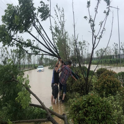 台风无情人有情 项目一线见初心——涡阳绿叶公司全力以赴应对台风“烟花”