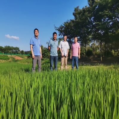 绿叶集团领导到小庙苗圃基地检查指导工作